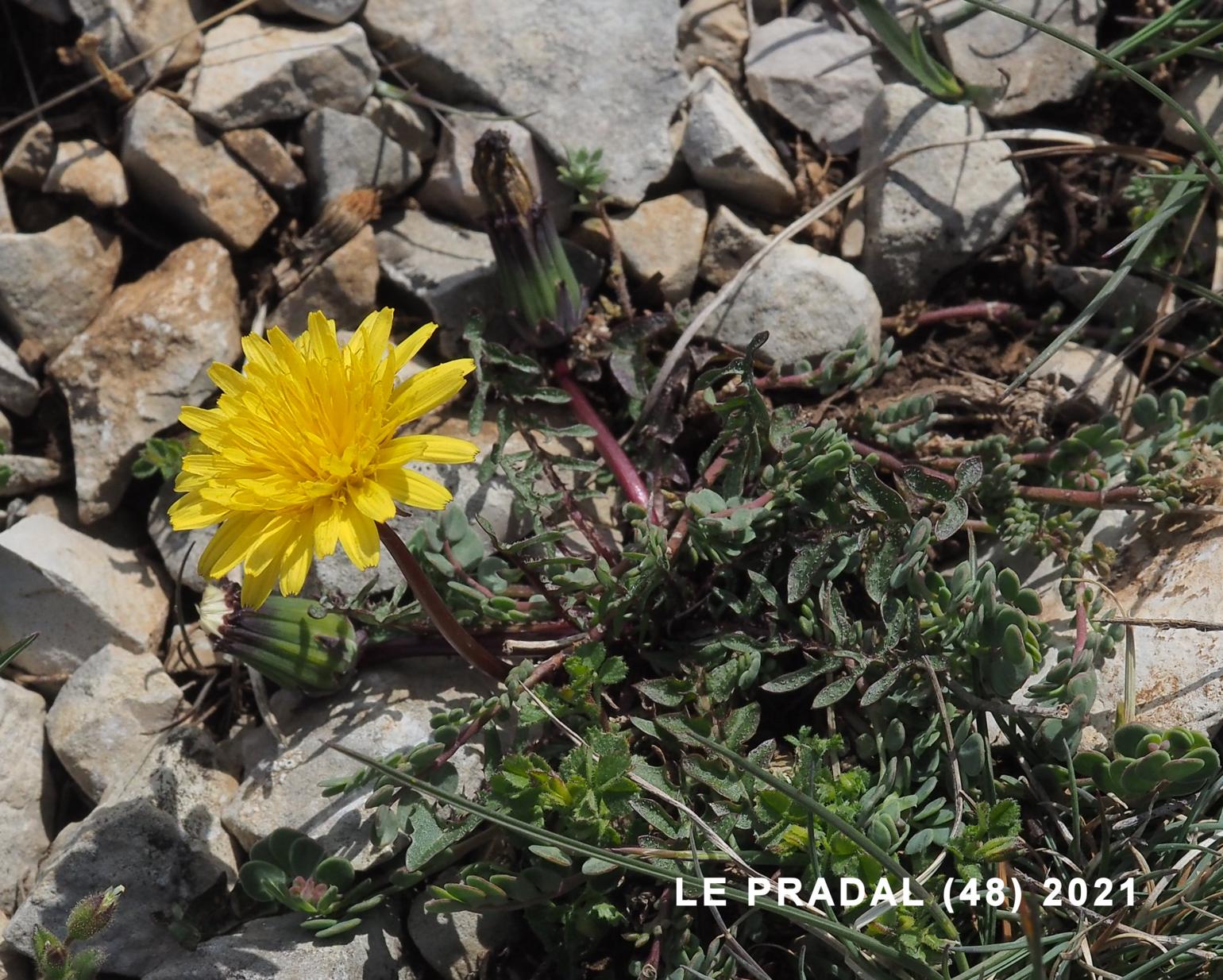 Dandelion, Lesser